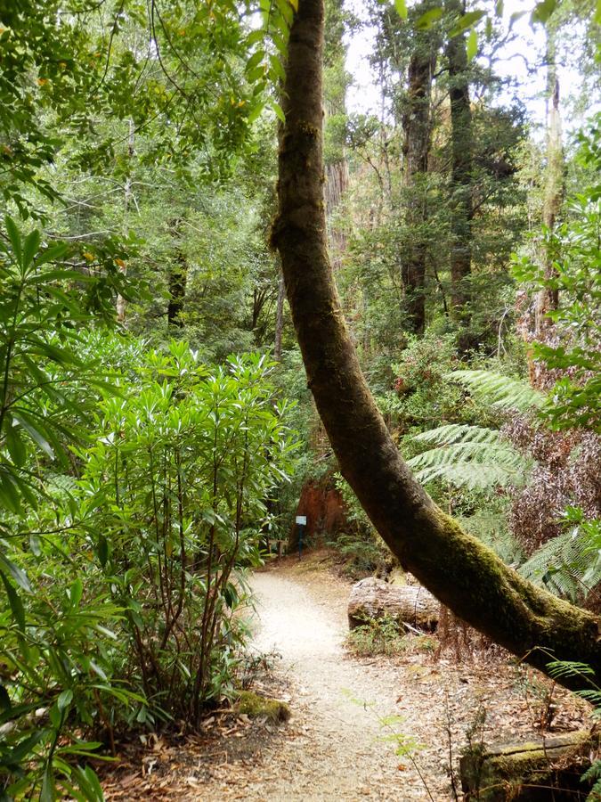 Tahune Airwalk Cabin And Lodge Geeveston Экстерьер фото